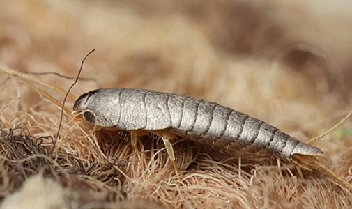 silverfish